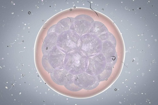 试管婴儿怎么知道胚胎成熟？-宝宝灯塔网