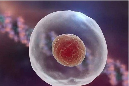 试管婴儿胚胎怎么形成？-宝宝灯塔网